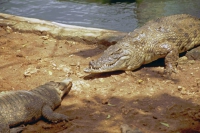 Mombasa, Nguuni Nature Sanctuary, Krokodil