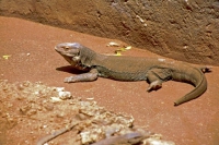 Mombasa, Nguuni Nature Sanctuary, Leguan