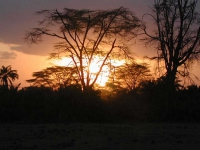 Abends im Amboseli