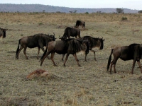 Gnus, gerade noch so ....