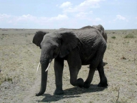 Elefanten im Amboseli