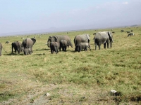 Elefanten im Amboseli