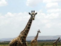 Giraffen im Amboseli