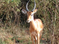 Gazelle