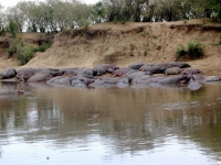 Flusspferde im Mara Fluss