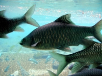 Fische in der Mzima Quelle