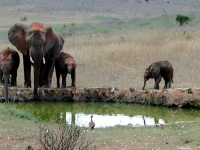 Elefanten an der Tränke der Kilaguni Lodge