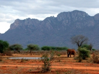 Wasserloch in Tsavo West