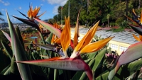 Madeira, Funchal, im Botanischen Garten