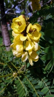 Madeira, Funchal, im Botanischen Garten