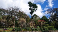 Madeira, Funchal, im Botanischen Garten