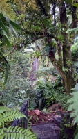 Dominica, Laudat, Regenwald