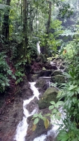 Dominica, Laudat, Regenwald