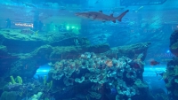 Dubai Mall, das größte Aquarium der Welt
