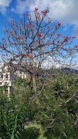 Madeira, Funchal