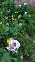 Grönland, Qaqortoq, Blumen