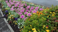 Island, Ísafjörður, Blumen