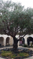 Tabgha, Brotvermehrungskirche