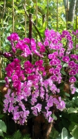 Singapur, im Orchideengarten
