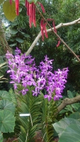 Singapur, im Orchideengarten