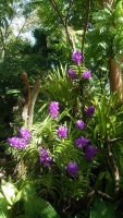 Singapur, im Orchideengarten
