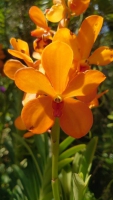 Singapur, im Orchideengarten