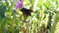 Singapur, im Orchideengarten