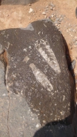 Oman, Khasab, Fahrt auf den Jebel Harim, Fossilien
