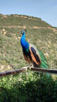 Kreta, Botanischer Garten von Askordalós