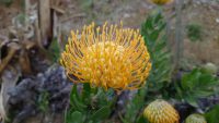 Kreta, Botanischer Garten von Askordalós
