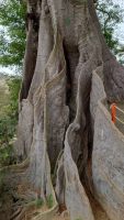 Kap Verden, Santiago, Boa Entrada, Poilón, ein uralter Kapokbaum