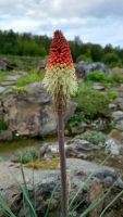 Tromsø, Botanischer Garten