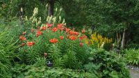 Tromsø, Botanischer Garten