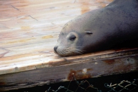 Playa Yuraguanal, Delfinarium