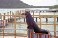 Playa Yuraguanal, Delfinarium