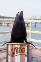 Playa Yuraguanal, Delfinarium