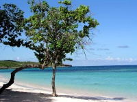 Baum am Strand des Hotels Las Brisas Guardalavaca