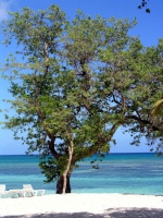 Baum am Strand des Hotels Las Brisas Guardalavaca