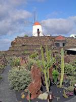 Lanzarote, Malakka, Kaktusgarten von Manrique