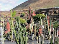 Lanzarote, Malakka, Kaktusgarten von Manrique