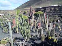 Lanzarote, Malakka, Kaktusgarten von Manrique