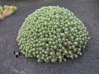 Lanzarote, Malakka, Kaktusgarten von Manrique