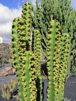 Lanzarote, Malakka, Kaktusgarten von Manrique