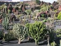 Lanzarote, Malakka, Kaktusgarten von Manrique