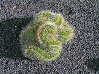 Lanzarote, Malakka, Kaktusgarten von Manrique