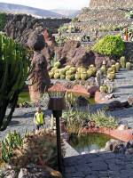 Lanzarote, Malakka, Kaktusgarten von Manrique