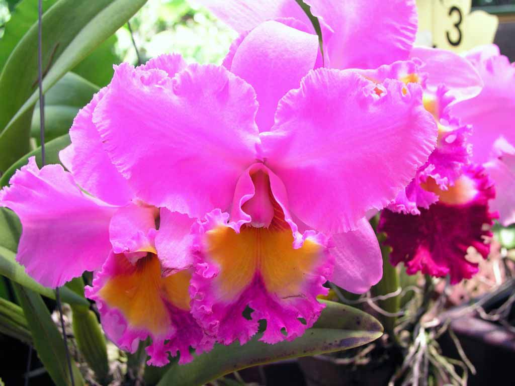 Orchidee im Orchideengarten von Kuala Lumpur