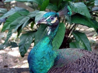 Pfau im Vogelpark von Kuala Lumpur