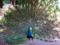 Pfau im Vogelpark von Kuala Lumpur