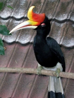 Nashornvogel im Vogelpark von Kuala Lumpur